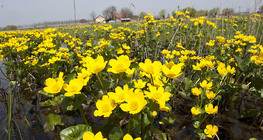 Marsh marigold