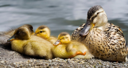 Female duck with chicks