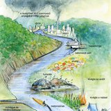 Sokféle módon szennyezik az emberek a folyó élővilágát