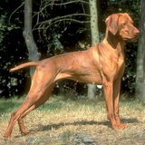 Hungarian vizsla