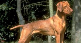 Hungarian vizsla