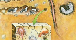 Soil-dwelling organisms