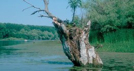 Disappearing lakes: marsh