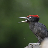 Black woodpecker