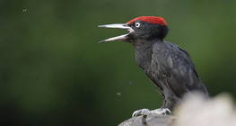 Black woodpecker