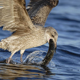 Yellow-legged gull
