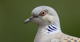 European turtle dove head