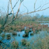 消える湖沼：沼地
