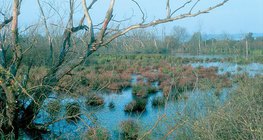 Disappearing lakes: swamp
