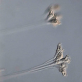 Thallophyte unicellular organism (Epistilis sp.)