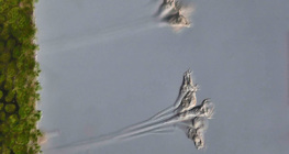 Thallophyte unicellular organism (Epistilis sp.)