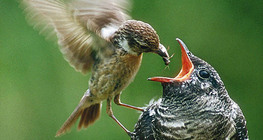 Bird feeding a young common cuckoo