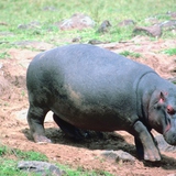 Hippopotamus
