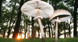 Parasol mushroom