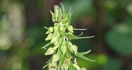Broad-leaved helleborine