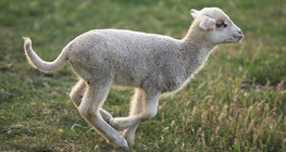 Lamb