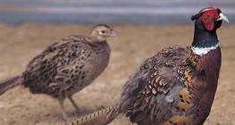 Pheasant