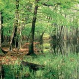 Disappearing lakes: mire