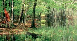 Disappearing lakes: mire