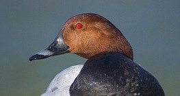 Common pochard (male)
