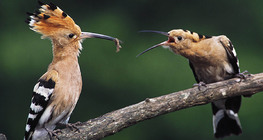 Hoopoe feeding chick