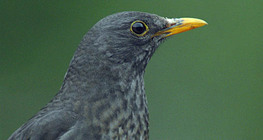 Common blackbird (male)