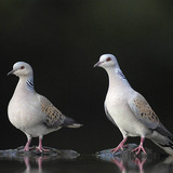 European turtle dove heads