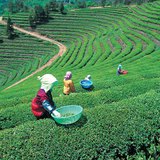 Чаена плантация в Япония