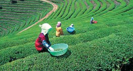 Tea plantation in Japan