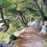 Mediterranean vegetation