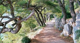 Mediterranean vegetation