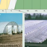 طرق لإنتاج الخضروات