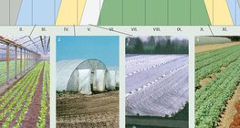 Ways to produce vegetables