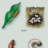 A burgonyabogár és a májusi cserebogár fejlődése