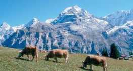 Cattles on the meadows of the Alps