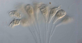Thallophyte unicellular organism (Epistilis sp.)