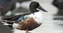 Northern shoveller