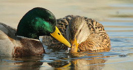 Mallards