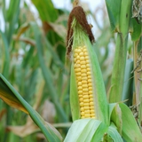 Corn