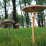 Parasol mushroom