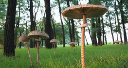 Parasol mushroom