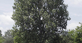 Poplar