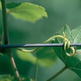 The stem of a grape, the tendril