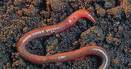 Earthworm
