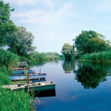 Reed cleans the water flowing from rivers to lakes