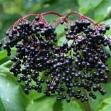 Elderberry