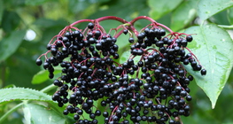 Elderberry