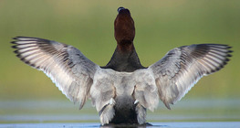 Common pochard
