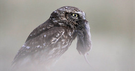Little owl with vole