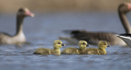 Greylag goose chicks